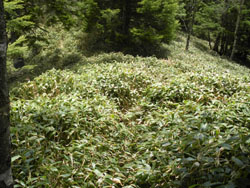 �����̓o�R��