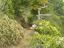 ���R�J�n�`