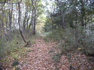 ���Ԓn����̓o�R���B