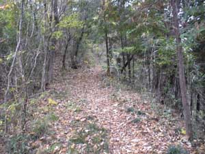 ���򂩂�̓o�R��