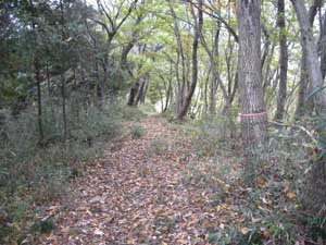 ���򂩂�̓o�R����i�ނƁ`�`