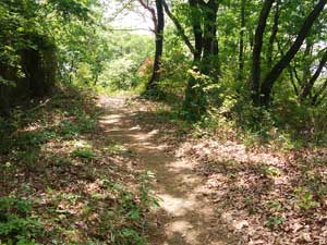 ベンチからの登山道。