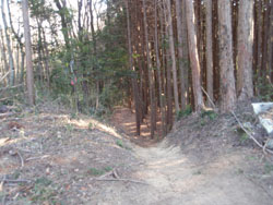 ���т̓o�R���ɓ���