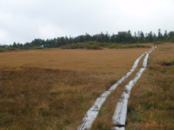 �c�㎼���̖ؓ���i��