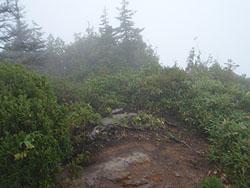 �R������̓o�R��