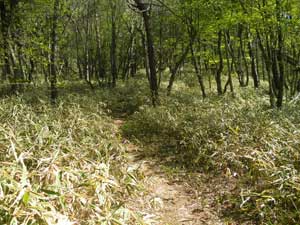 �o�R������̓o�R���B