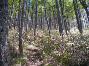 ���ԓ_����̓o�R���B