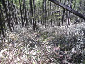 �����̓o�R���B