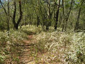 ���ԓ_����̓o�R���B