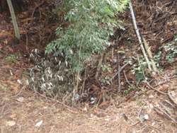 �u�΂̍̌@��