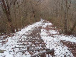 �V�����͖ؒi