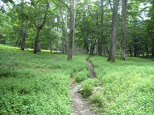 ���������璆�T���΂ւ̓o�R��