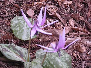 �J�^�N���̉�