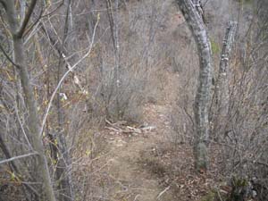 ���V�炩��̓o�R���B