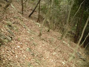 ��������̓o�R���B