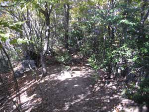 �����䂩��̓o�R���B