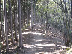 ����_����̓o�R���B