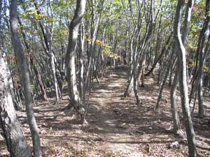 �R������̓o�R���B