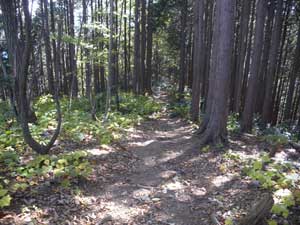 ����_����̓o�R���B