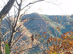 �Α���̕W��