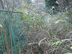 �t�F���X��