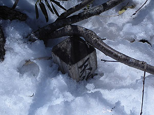 �V��̃g�}����