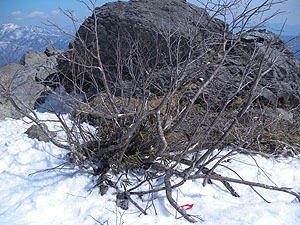 �V��̃g�}����