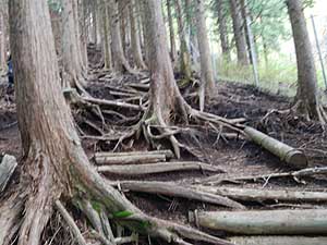 分岐からの登山道。