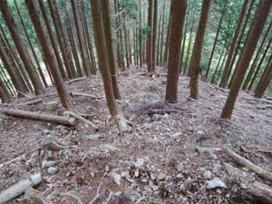 分岐からの登山道。