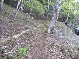 �o�R������̓o�R���B