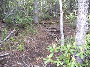 �o�R�������ɂ́A�V���N�i�Q�̖�