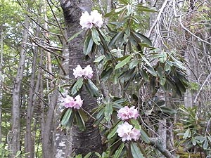 �V���N�i�Q�̉�