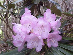 シャクナゲの花