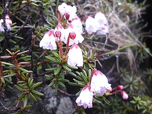 �c�K�U�N���H