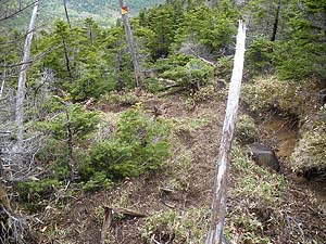 �R������̓o�R���B