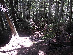 �}�΂������������o�R���B