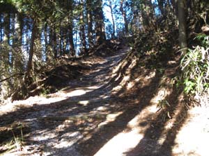 �x�e�p�̃x���`����̓o�R��