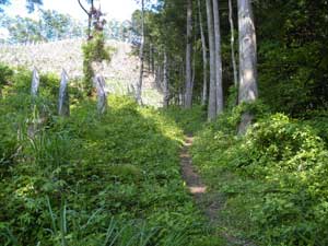 ���̒n�̉���i�񂾁B