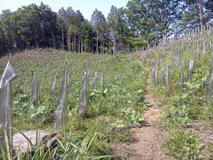 ���̒n�̒��̓�