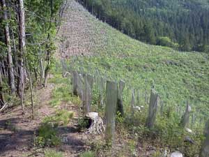 �R������̓o�R���B