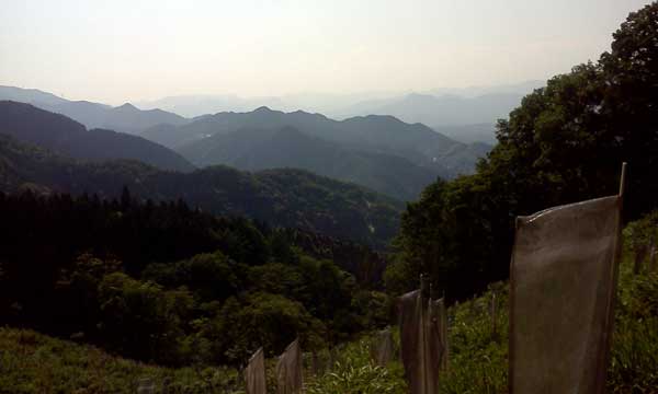 伐採地からの景色