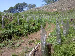 ���̉��̔��̒n