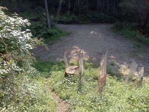 �ѓ����̍L��