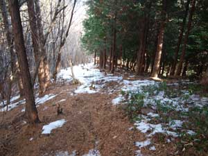 山頂からの登山道。