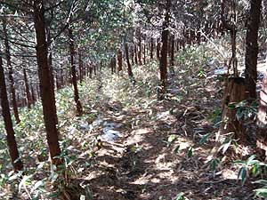 杉ノ峠からの登山道。