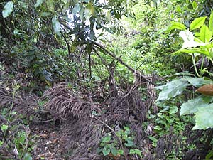 荒れた道に変わった