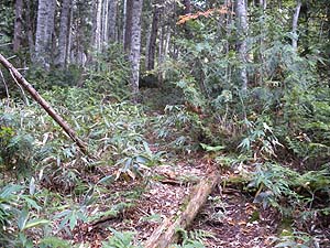 1�ڂ̕W������̓o�R���B