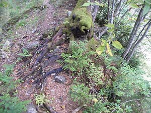 ���T�C�h�͐؂ꗎ�����̉��͑�