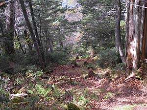 �}�΂̓o�R��