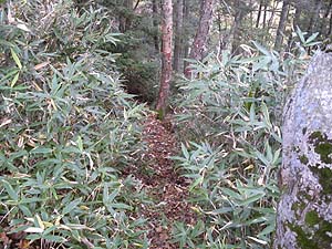 �l�Y������̓o�R���B